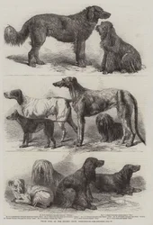 Prize Dogs at the Recent Show, Birmingham